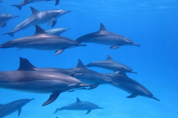 Nager avec les dauphins Sataya Egypte