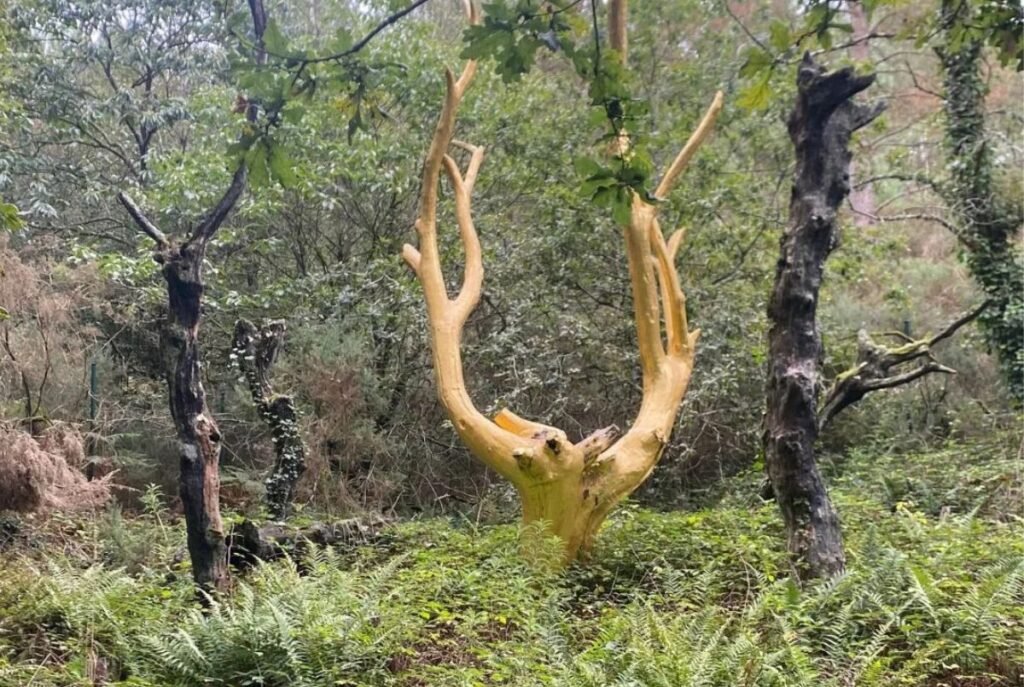 l'arbre d'or immersion brocéliande